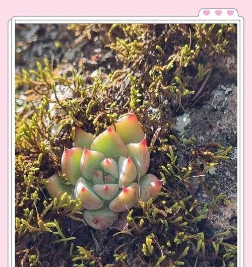 迷你玫瑰有哪些品种？迷你玫瑰品种选择有哪些要点？