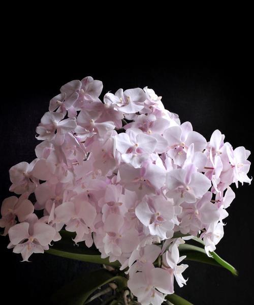 冬季有哪些花卉会开花？它们的花期是多久？