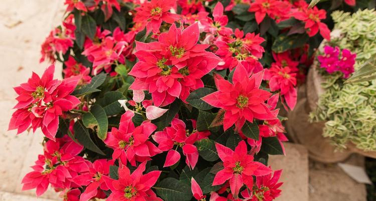 冬季有哪些花卉会开花？它们的花期是多久？
