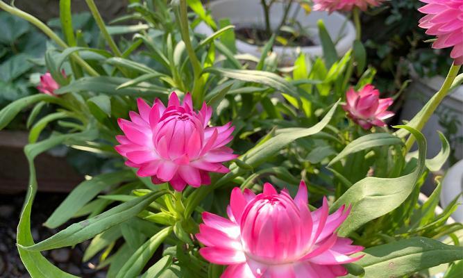 冬季有哪些花卉会开花？它们的花期是多久？