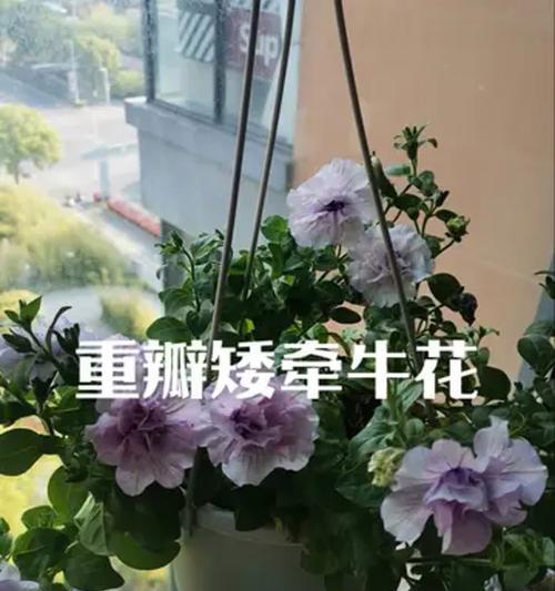 重瓣矮牵牛的养殖技巧是什么？如何让重瓣矮牵牛开出更多花朵？