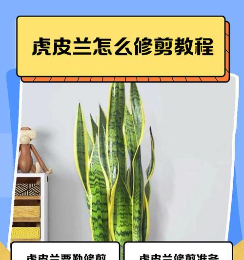 虎皮兰种植的简易步骤是什么？