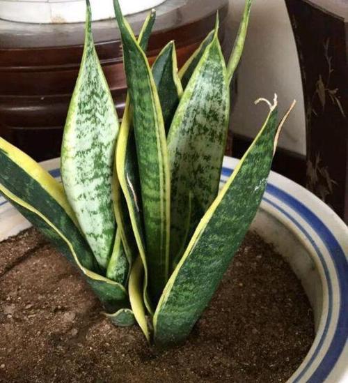 虎皮兰种植的简易步骤是什么？