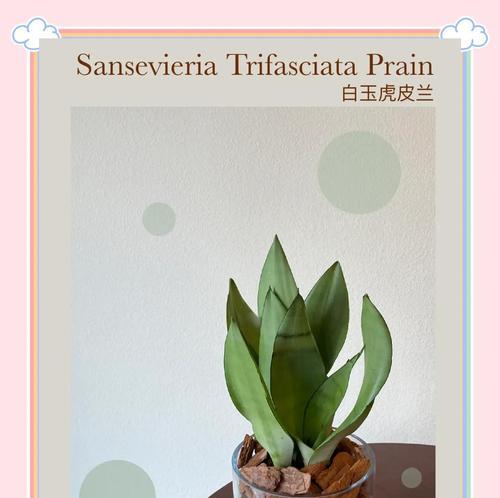 虎皮兰种植的简易步骤是什么？