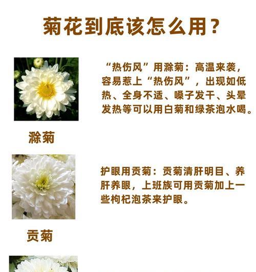 菊花十大品种有哪些？如何区分？