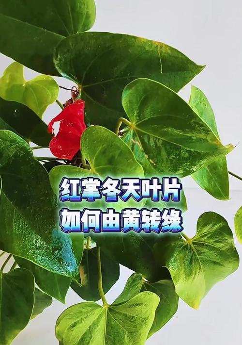 红掌的叶子黄怎么办？红掌叶子发黄的处理方法是什么？