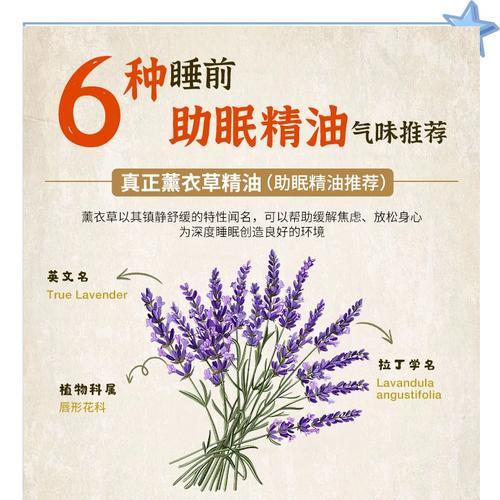 薰衣草的种类有哪些？它们的用途和特性是什么？