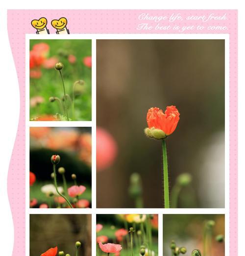 虞美人是什么花？虞美人的花语和象征意义是什么？