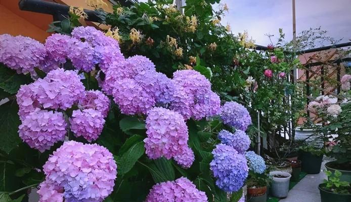 绣球花哪种品种最适合初学者？养护方法是什么？