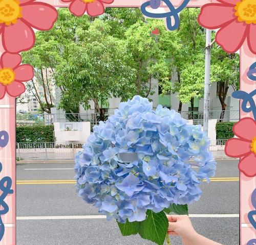 绣球花哪种品种最适合初学者？养护方法是什么？