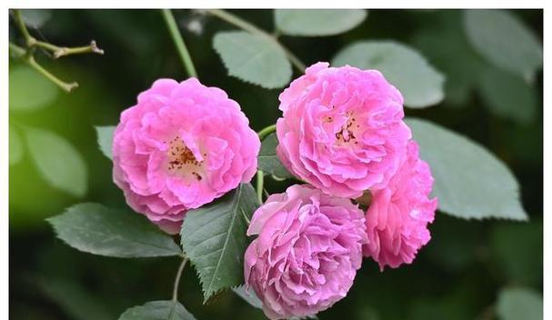 泰安地区常见的花卉有哪些？泰安的特色花卉是什么？
