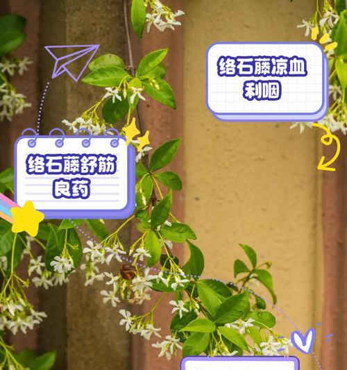 络石盆景的养护要点有哪些？怎样才能保持其美观？