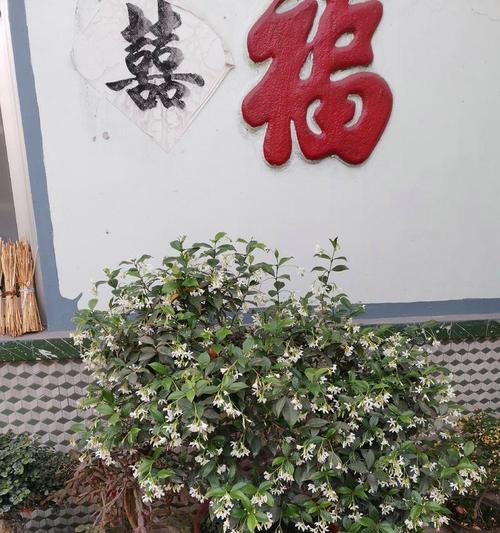 络石盆景的养护要点有哪些？怎样才能保持其美观？