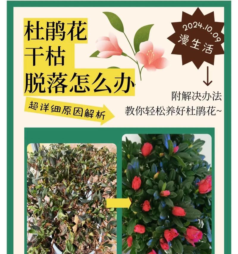 杜鹃花修剪的最佳时机和技巧是什么？