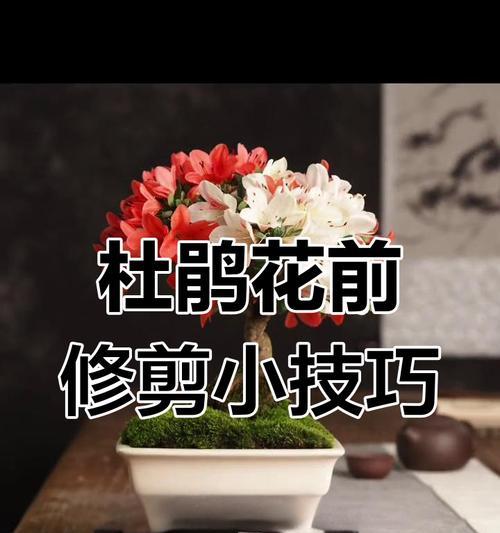 杜鹃花修剪的最佳时机和技巧是什么？
