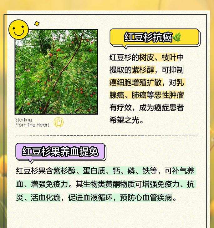 红豆杉的施肥建议是什么？