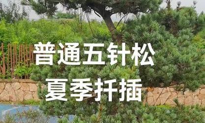 五针松的芽有什么特征？