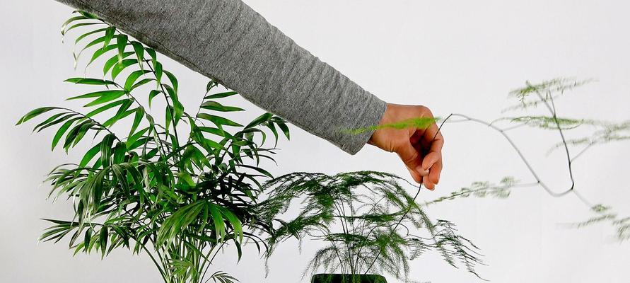 袖珍椰子修剪技巧和注意事项？