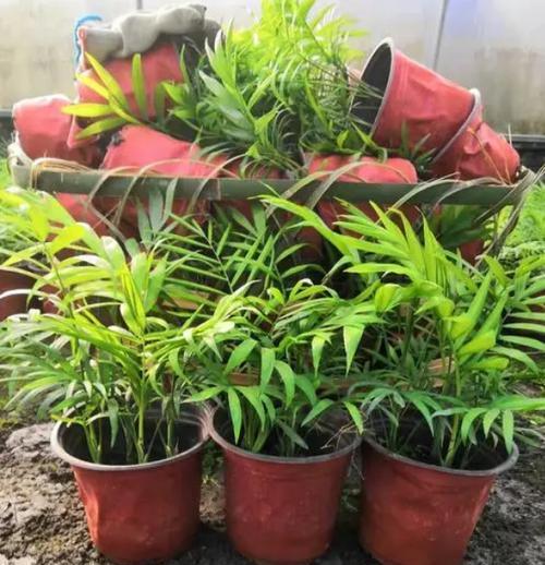 袖珍椰子修剪技巧和注意事项？