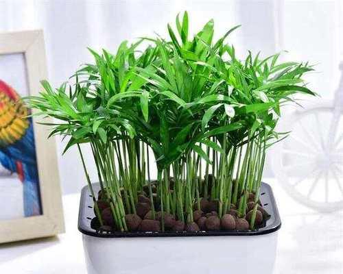 袖珍椰子修剪技巧和注意事项？