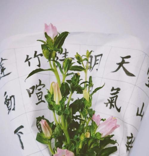 风铃草种植的步骤是什么？如何保证成活率？