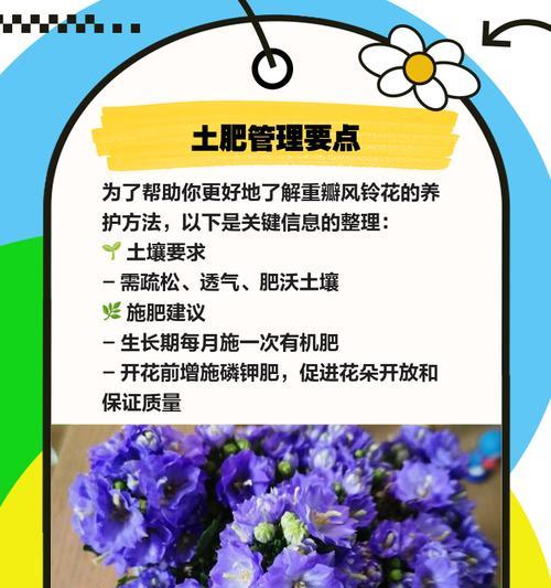 风铃草种植的步骤是什么？如何保证成活率？