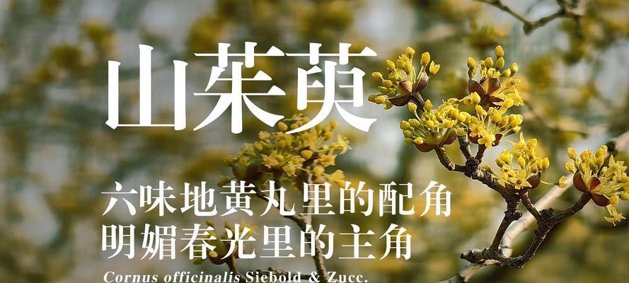 茱萸是一种什么花？它的文化意义是什么？