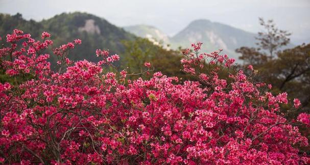 映山红的养护技巧是什么？如何让其花开更艳？