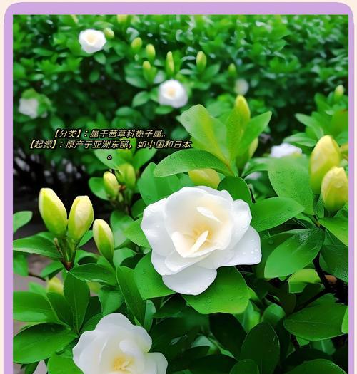 栀子花的生长习性是什么？如何进行日常养护？