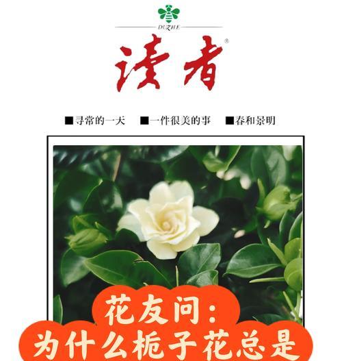 栀子花的生长习性是什么？如何进行日常养护？