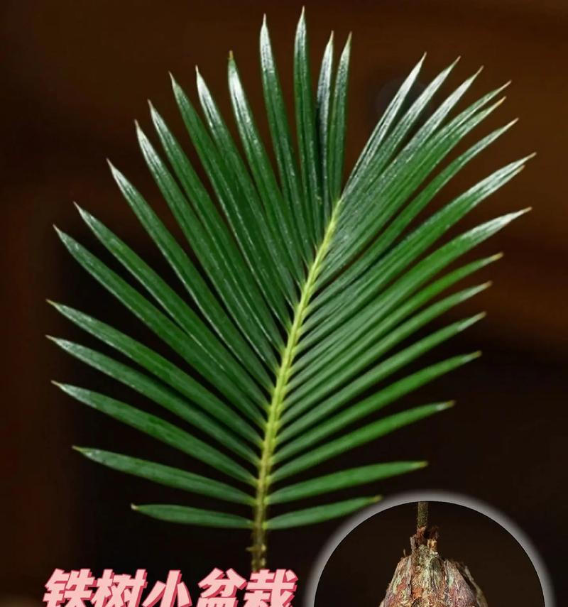 铁树种植过程中应该避免哪些错误？