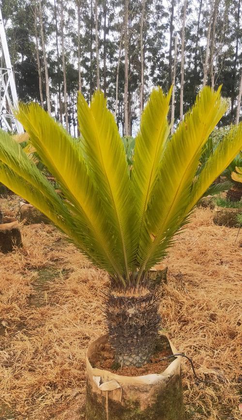 铁树种植过程中应该避免哪些错误？
