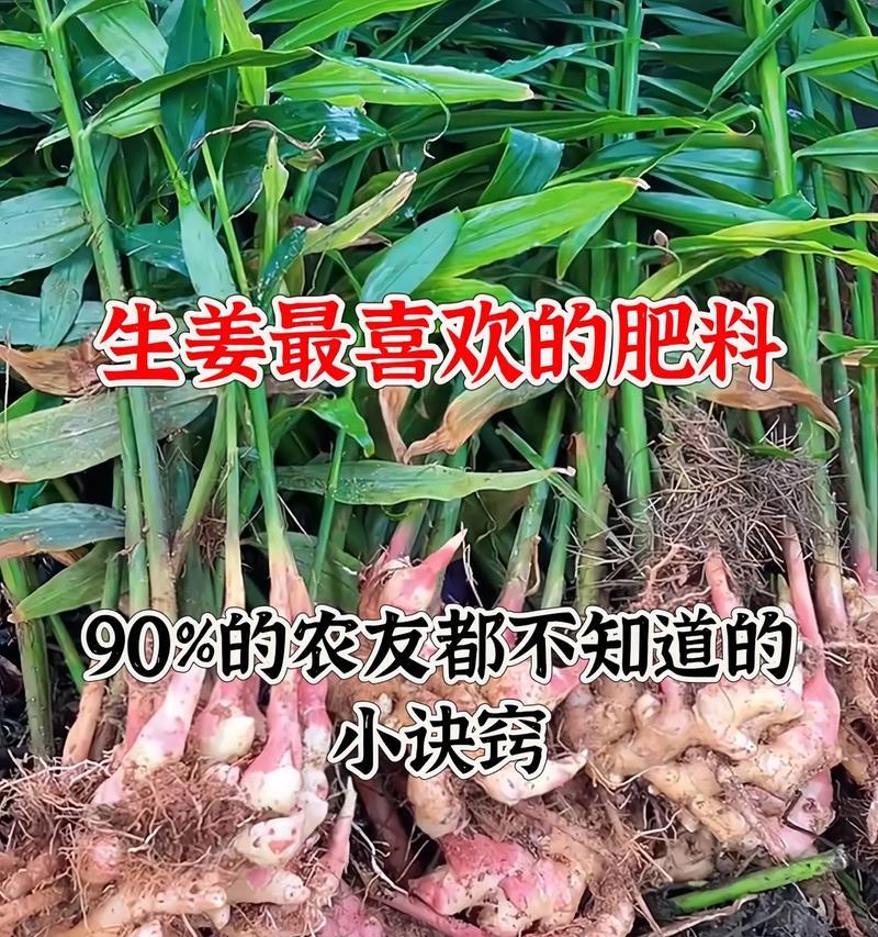 阳台种植生姜的技巧是什么？