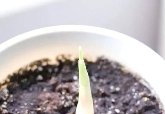 阳台种植生姜的技巧是什么？