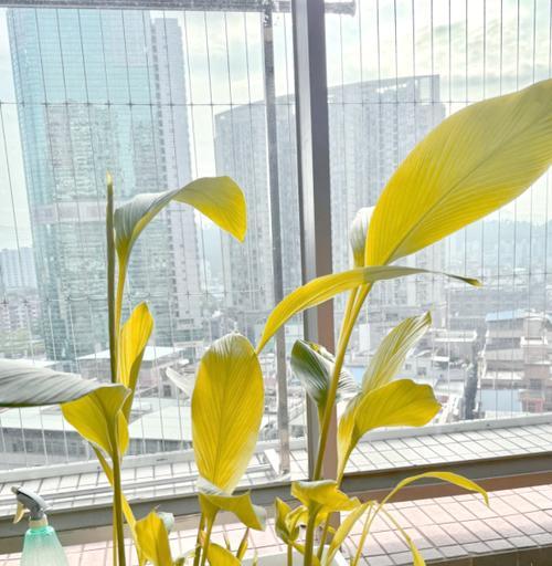 阳台种植生姜的技巧是什么？