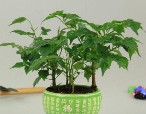 平安树的外观特征是什么？如何养护平安树？