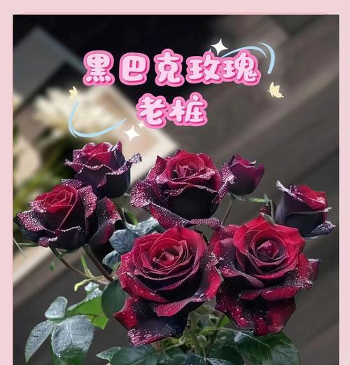 黑玫瑰种植技巧有哪些？黑玫瑰的养护要点是什么？