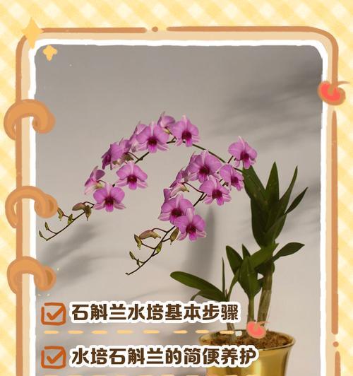 石斛分株的正确步骤是什么？