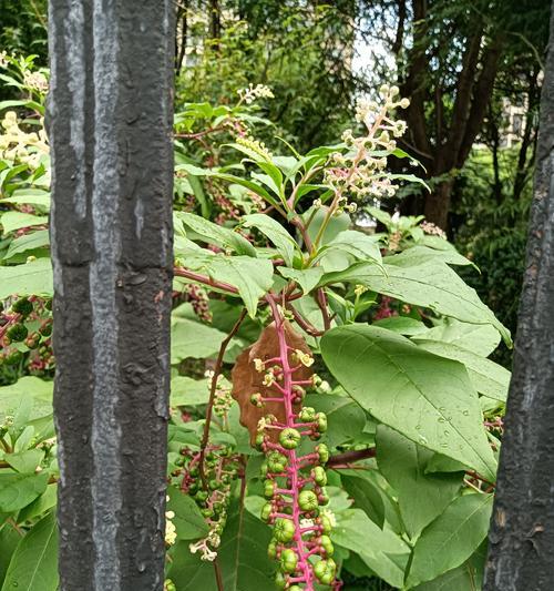 银柳花的养殖要点是什么？如何使其生长得更加茂盛？