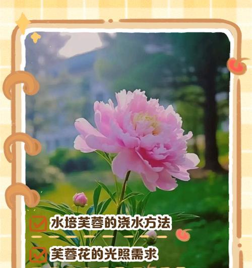 芙蓉花的正确栽植方法是什么？