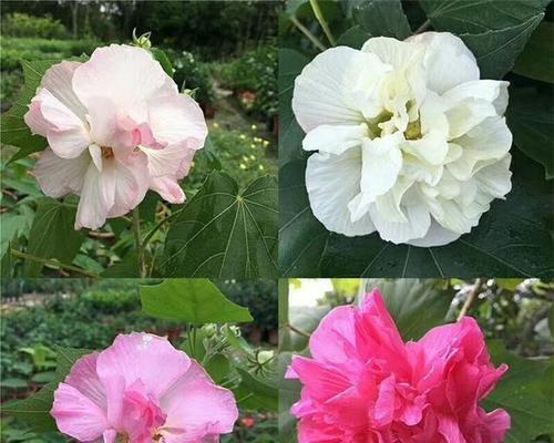 芙蓉花的正确栽植方法是什么？