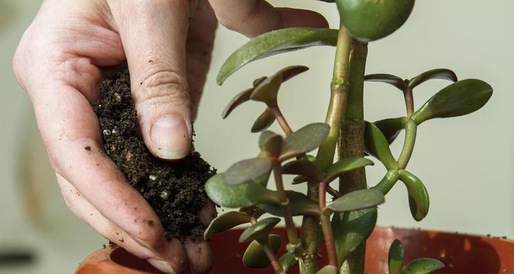 碧玉植物过冬的注意事项是什么？