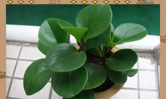 碧玉植物过冬的注意事项是什么？