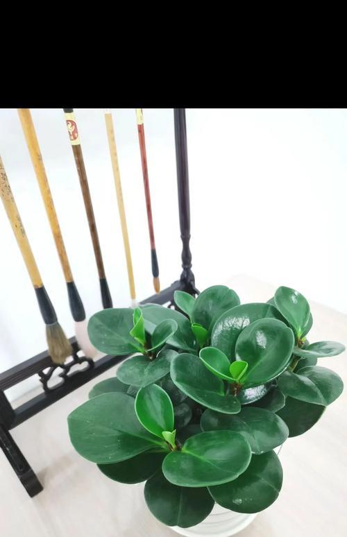 碧玉植物过冬的注意事项是什么？