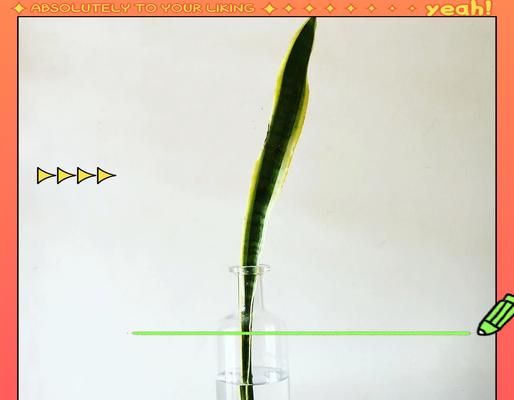 虎皮兰繁殖的有效方法是什么？