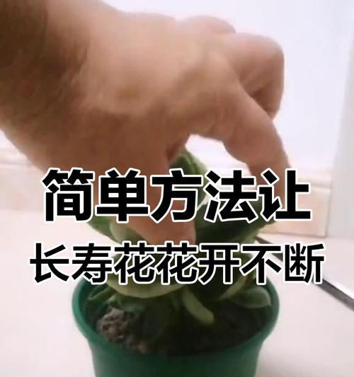 长寿花摘心的最佳时期是什么时候？