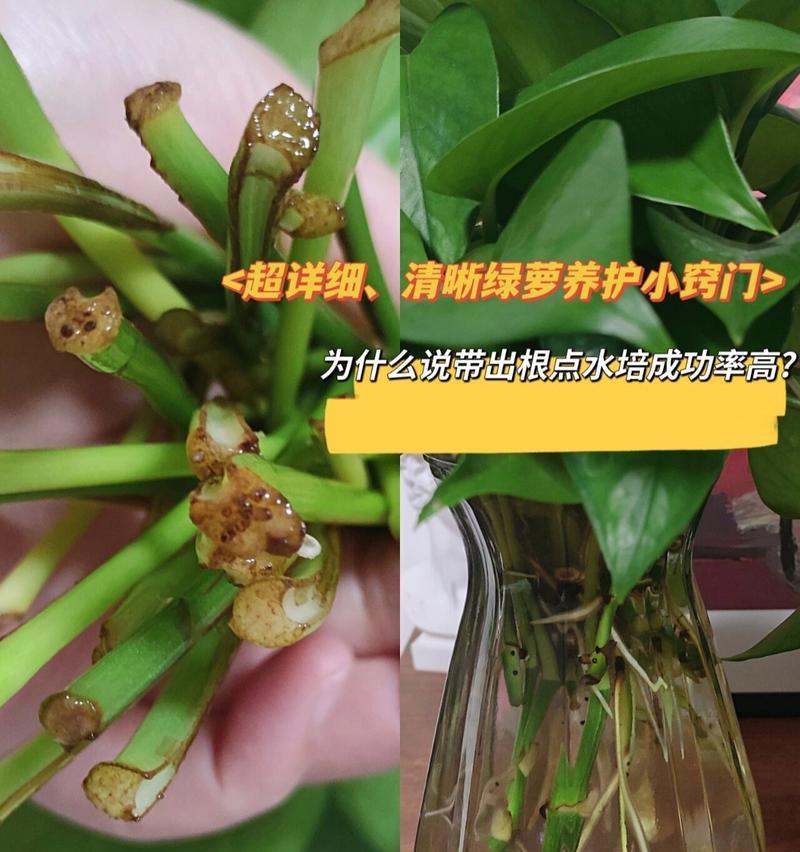 绿萝的养护技巧和常见问题有哪些？
