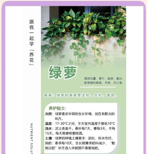 绿萝的养护技巧和常见问题有哪些？