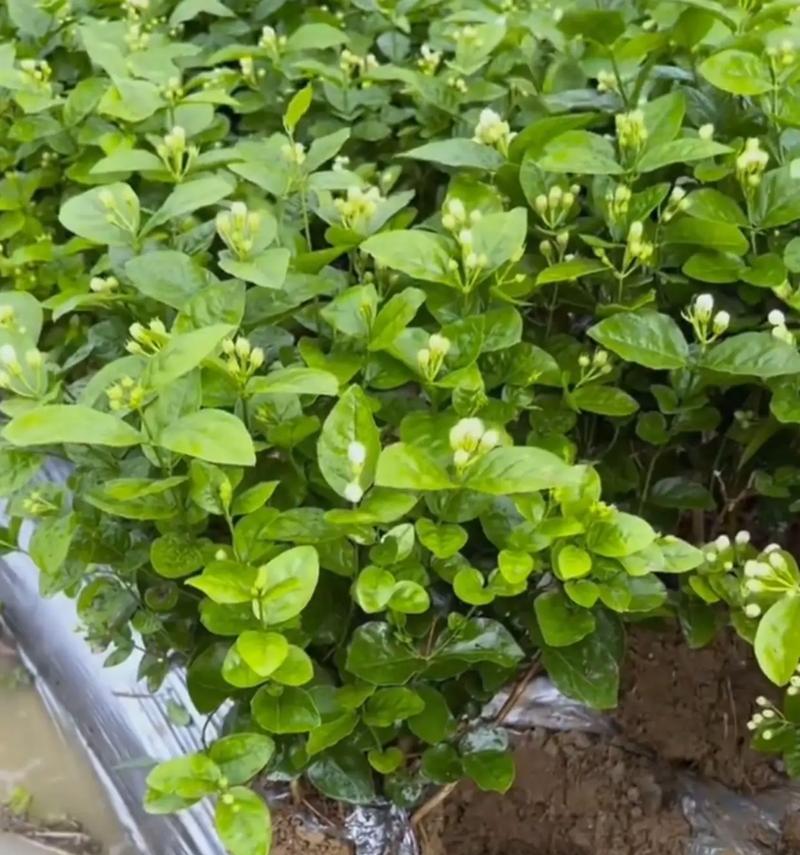 茉莉栽种的正确方法和注意事项是什么？