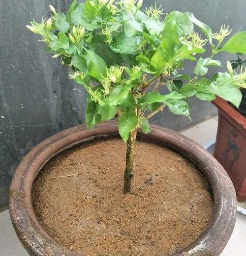茉莉栽种的正确方法和注意事项是什么？
